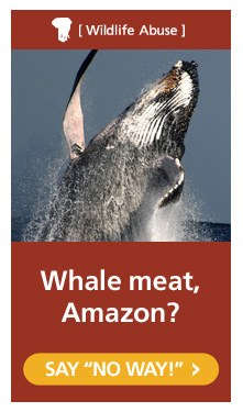 hsi email inset
                              amazon whale meat