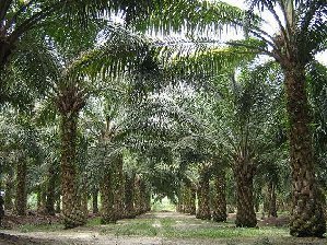 palmoelplantage