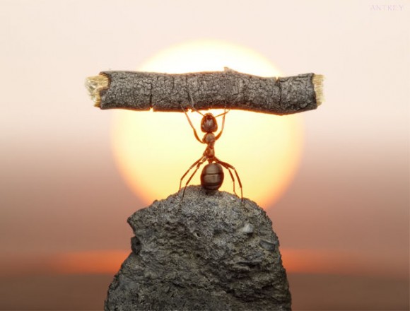 حياة نملة: 30 صورة مذهلة لعالم النمل. Image004