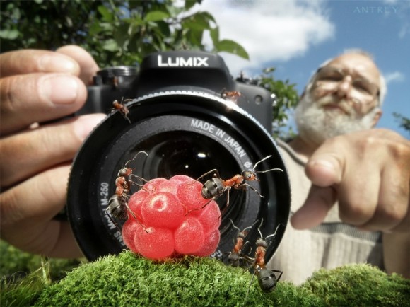 حياة نملة: 30 صورة مذهلة لعالم النمل. Image005