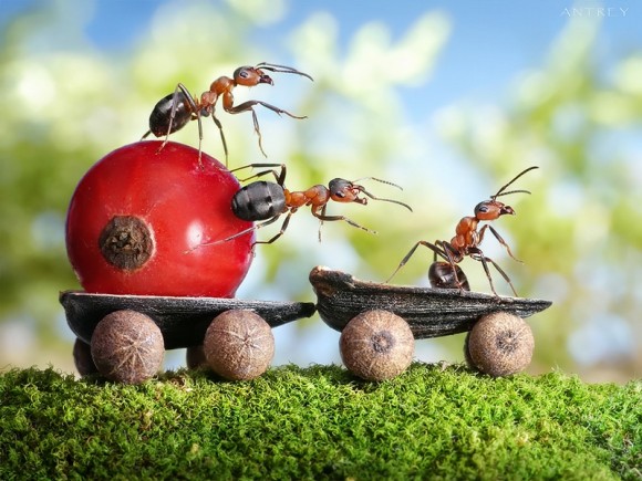 حياة نملة: 30 صورة مذهلة لعالم النمل. Image008
