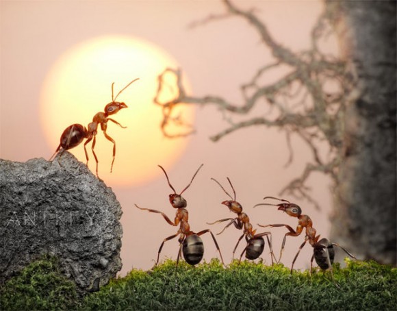 حياة نملة: 30 صورة مذهلة لعالم النمل. Image009
