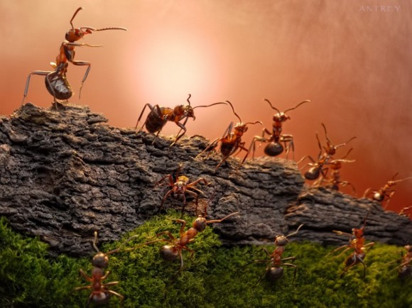 حياة نملة: 30 صورة مذهلة لعالم النمل. Image010