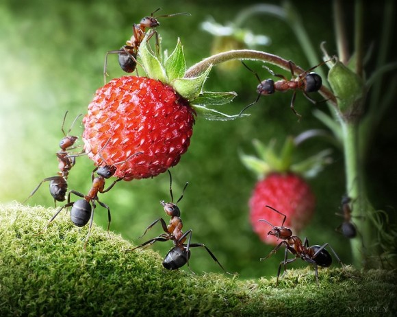 حياة نملة: 30 صورة مذهلة لعالم النمل. Image011