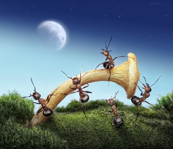 حياة نملة: 30 صورة مذهلة لعالم النمل. Image012