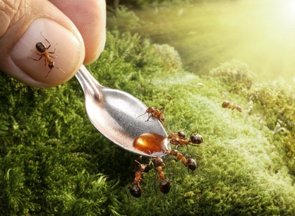 حياة نملة: 30 صورة مذهلة لعالم النمل. Image013