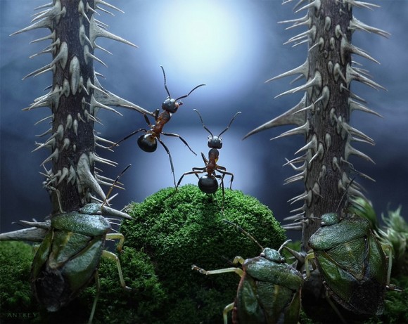 حياة نملة: 30 صورة مذهلة لعالم النمل. Image014