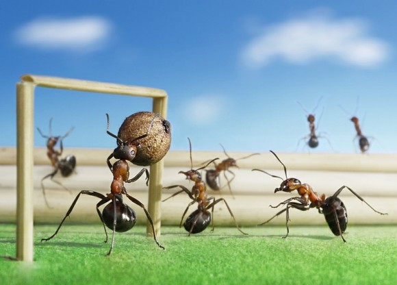 حياة نملة: 30 صورة مذهلة لعالم النمل. Image016