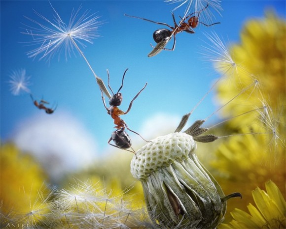 حياة نملة: 30 صورة مذهلة لعالم النمل. Image017