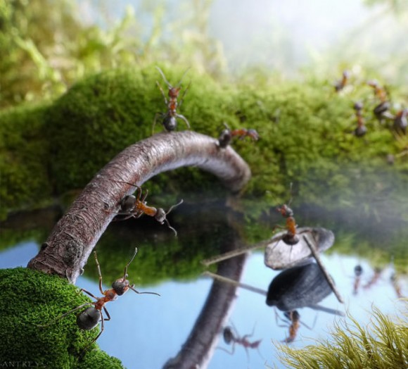 حياة نملة: 30 صورة مذهلة لعالم النمل. Image019