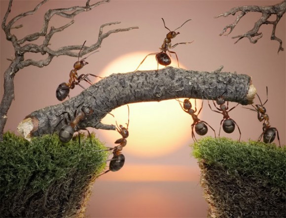 حياة نملة: 30 صورة مذهلة لعالم النمل. Image020