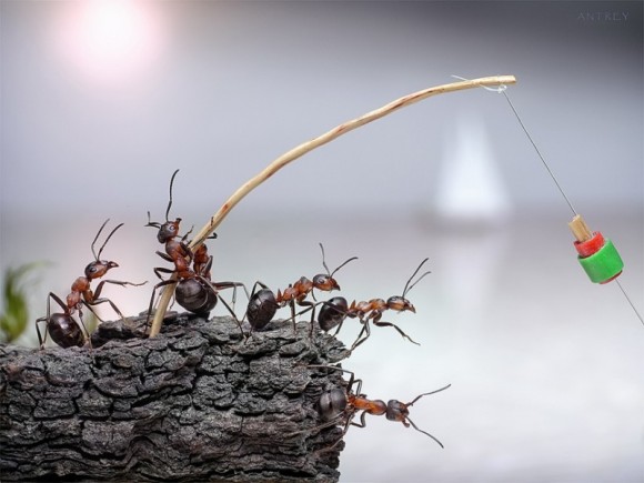 حياة نملة: 30 صورة مذهلة لعالم النمل. Image021