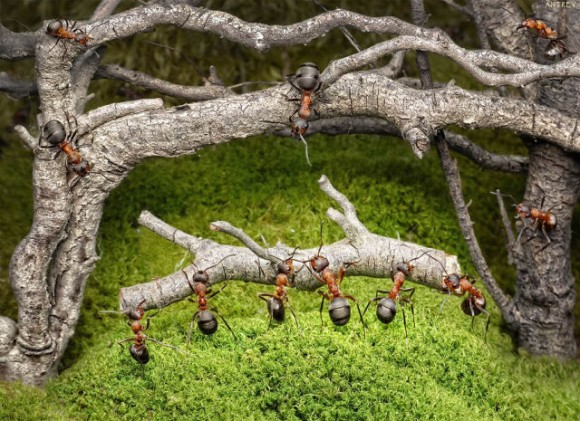 حياة نملة: 30 صورة مذهلة لعالم النمل. Image024