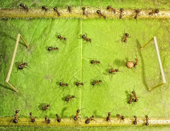 حياة نملة: 30 صورة مذهلة لعالم النمل. Image028