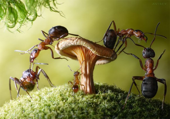 حياة نملة: 30 صورة مذهلة لعالم النمل. Image032
