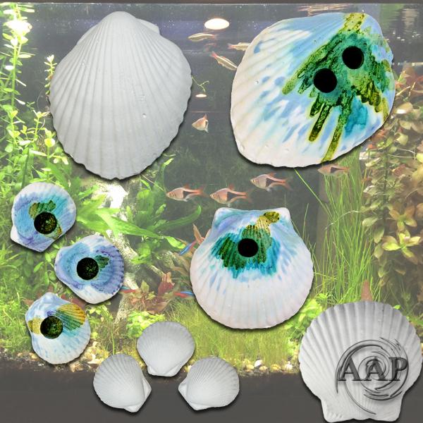 Wonder Shell Aquarium.jpg