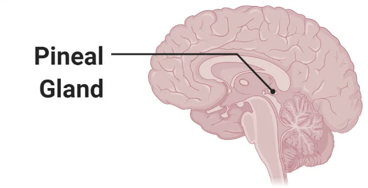 pineal gland 1.png