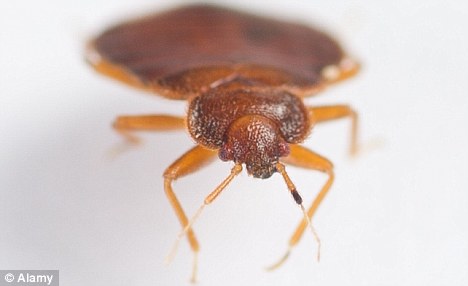 Increase:
        There was a 38 per cent rise in the number of bed bugs last
        year