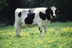 Image of a
          dairy cow out standing in its field.