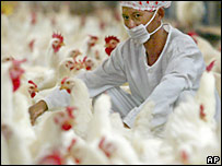 A man works at a chicken farm in Indonesia (file)