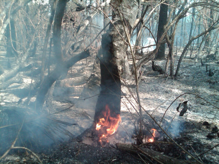 A stump
              smolders in the Mobbly Bayou Wilderness Preserve Tuesday
              morning where 3 acres burned Monday night.