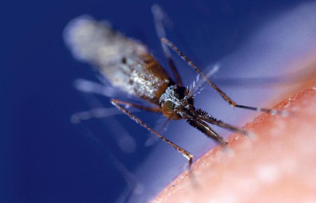 Prime
              time for the West Nile virus in Alberta is July and
              August