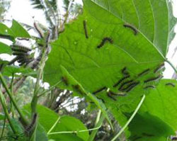 Bali News:
      Bali Plagued by Caterpillars