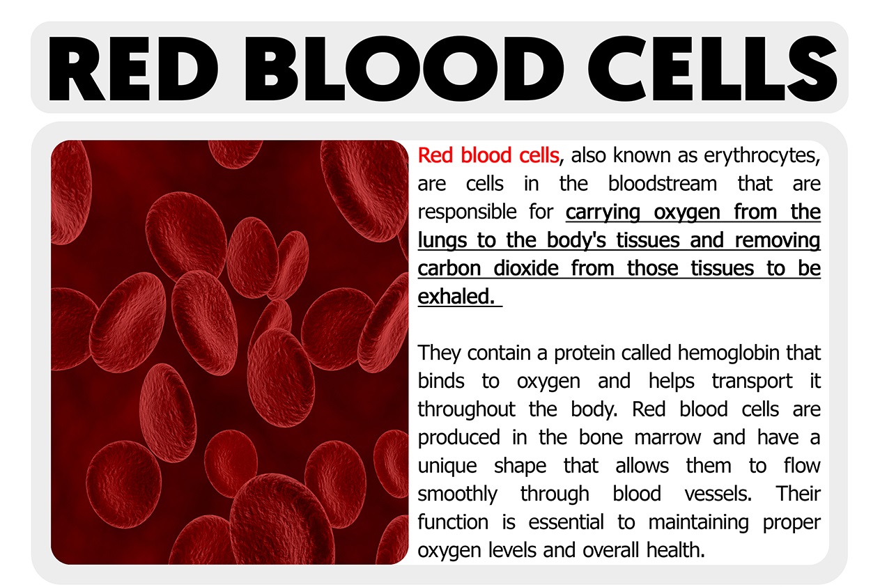Red-Blood-Cells-Function.jpg