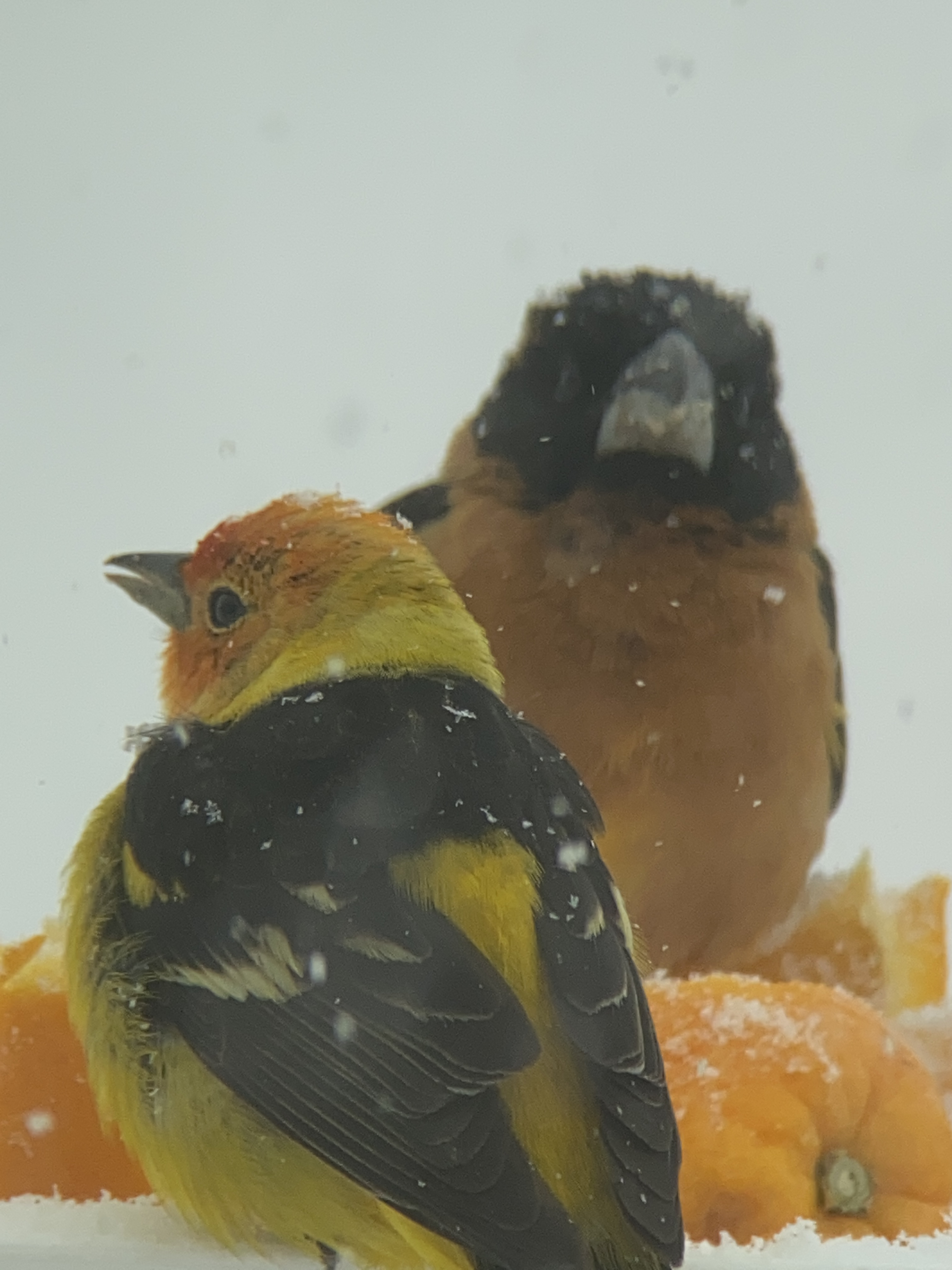 Western Tanager in May 21, 2022 snow.JPG