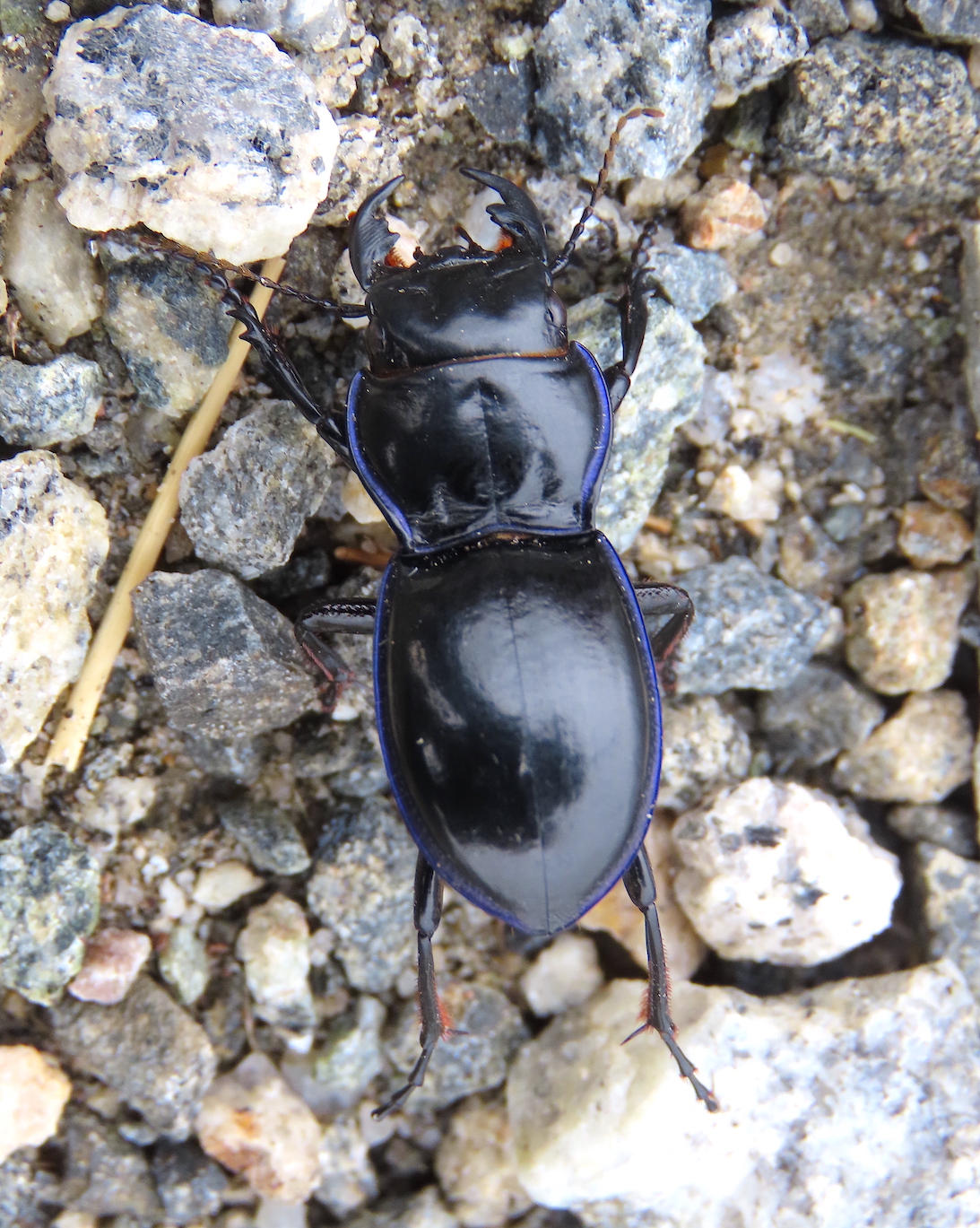 a03 warrior beetle.jpg