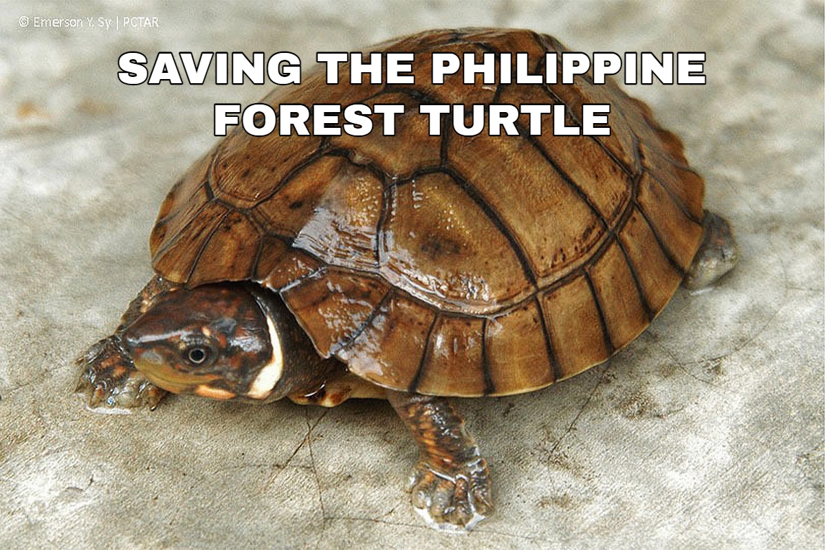 Final forest turtle.jpg