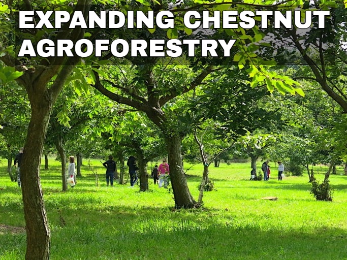 Chestnut agroforestry.jpg