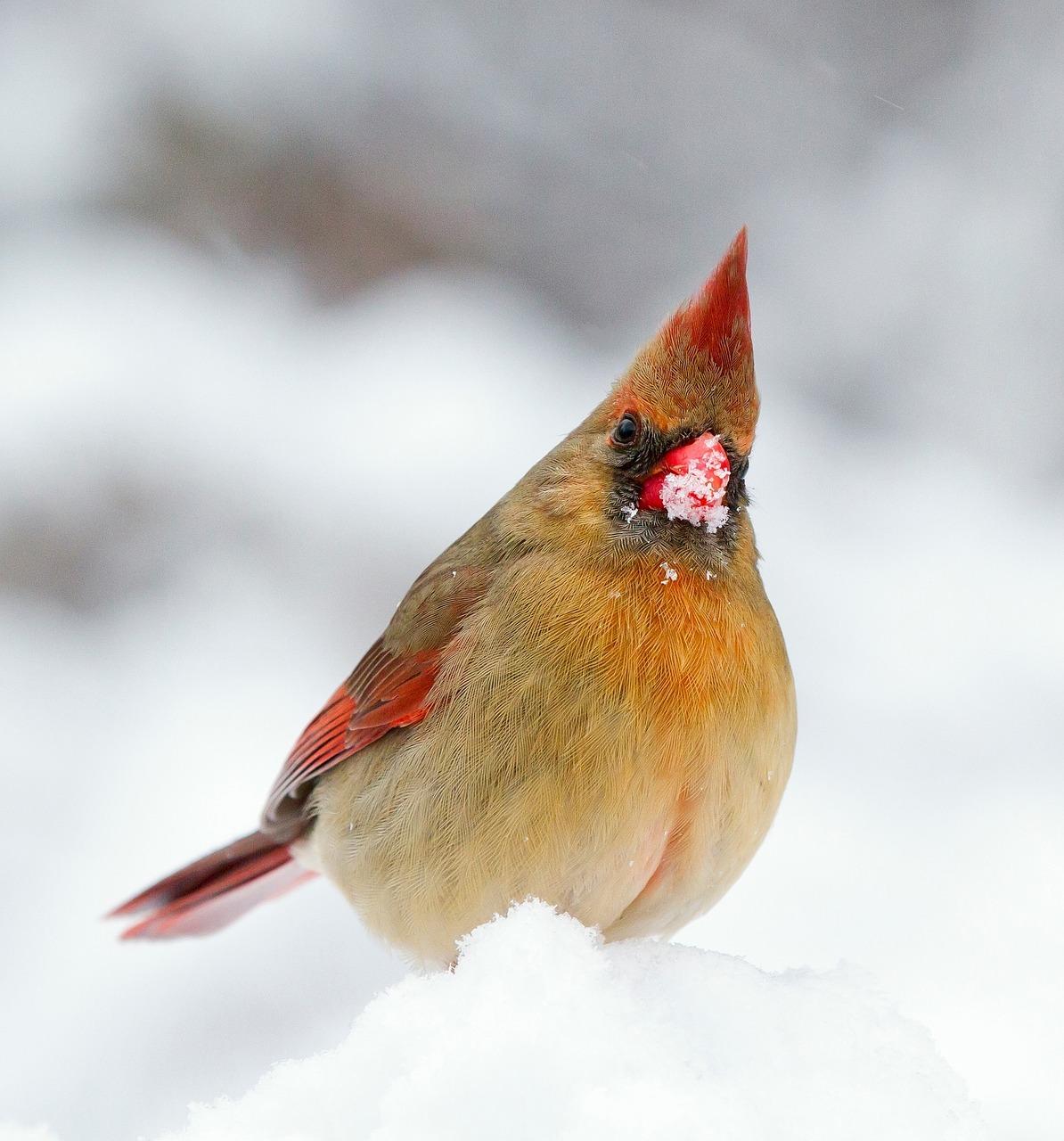 Female cardinal.jpg