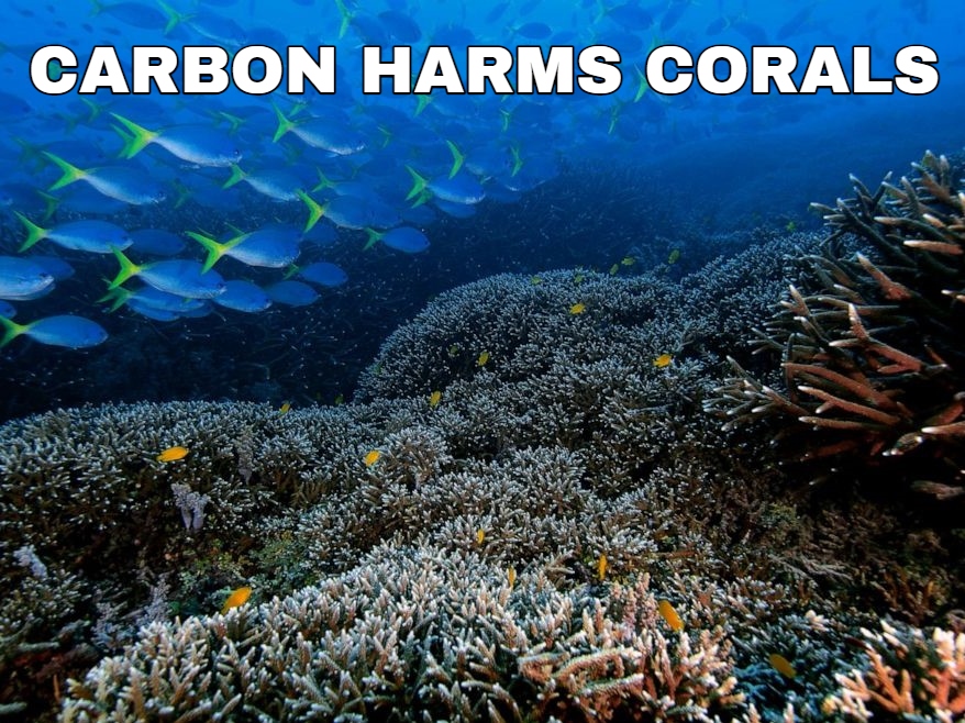 coral reefs.jpg