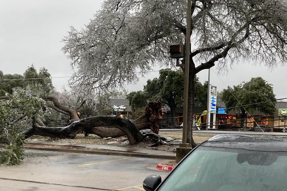 Fallen-Tree-from-2020-Ice-Storm.jpeg