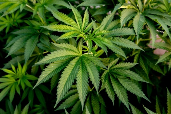 medical-cannabis-crop-almost.jpg
