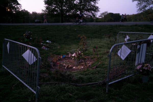 Flowers were placed on the site where Mr. Buckel killed himself in Prospect Park, Brooklyn, in 2018.