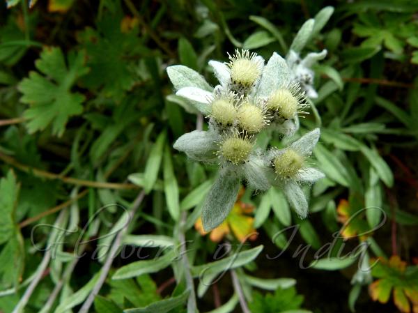 Himalayan Edelweiss.jpg