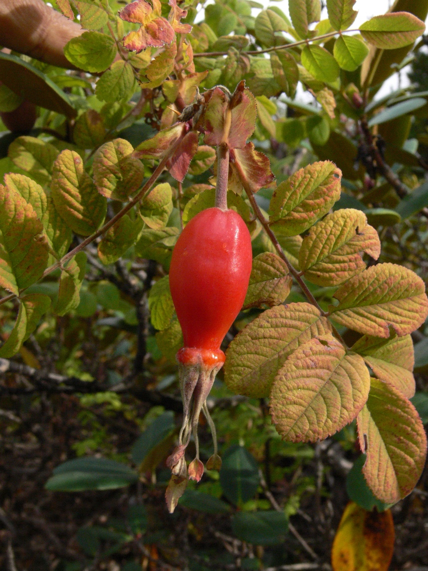 https://groups.google.com/group/indiantreepix/attach/17db9d2a30c5df/Rosa%20macrophylla-fruit%20(ripe).JPG?part=0.2&authuser=0