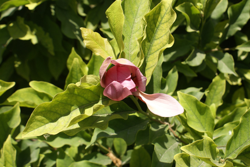https://groups.google.com/group/indiantreepix/attach/212a52b86db3114e/Magnolia-liliiflora--Emporium%20garden-Kashmir-3.jpg?part=0.3&authuser=0&view=1
