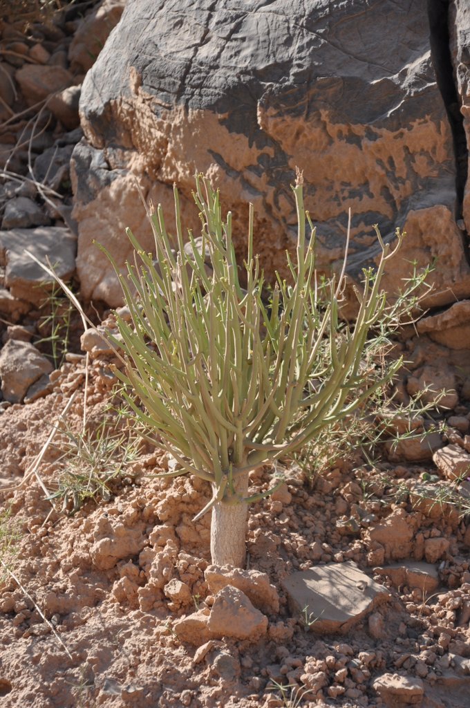 https://groups.google.com/group/indiantreepix/attach/2d51f8638f2dd6c0/Oman-Euphorbia%20larica-DSC_1430.JPG?part=0.3&authuser=0&view=1