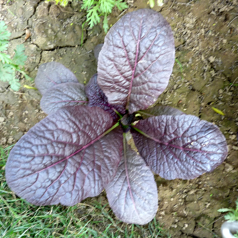 https://groups.google.com/group/indiantreepix/attach/2f844a6cee540288/Brassica-juncea-rugosa-Foliage-plant-P1140764.jpg?part=0.1&authuser=0&view=1