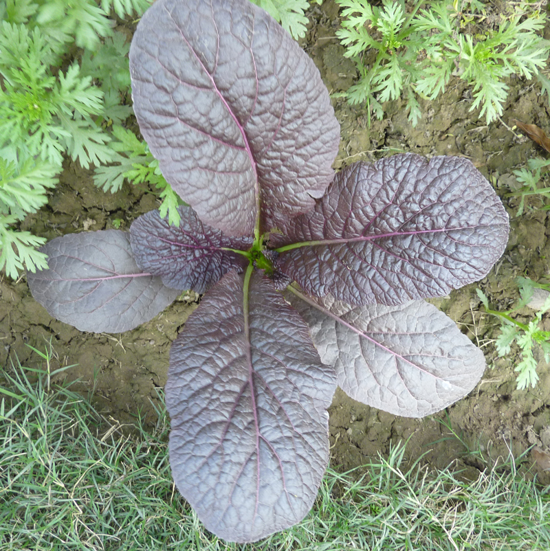 https://groups.google.com/group/indiantreepix/attach/2f844a6cee540288/Brassica-juncea-rugosa-foliage%20plant-P1140766.jpg?part=0.2&authuser=0&view=1
