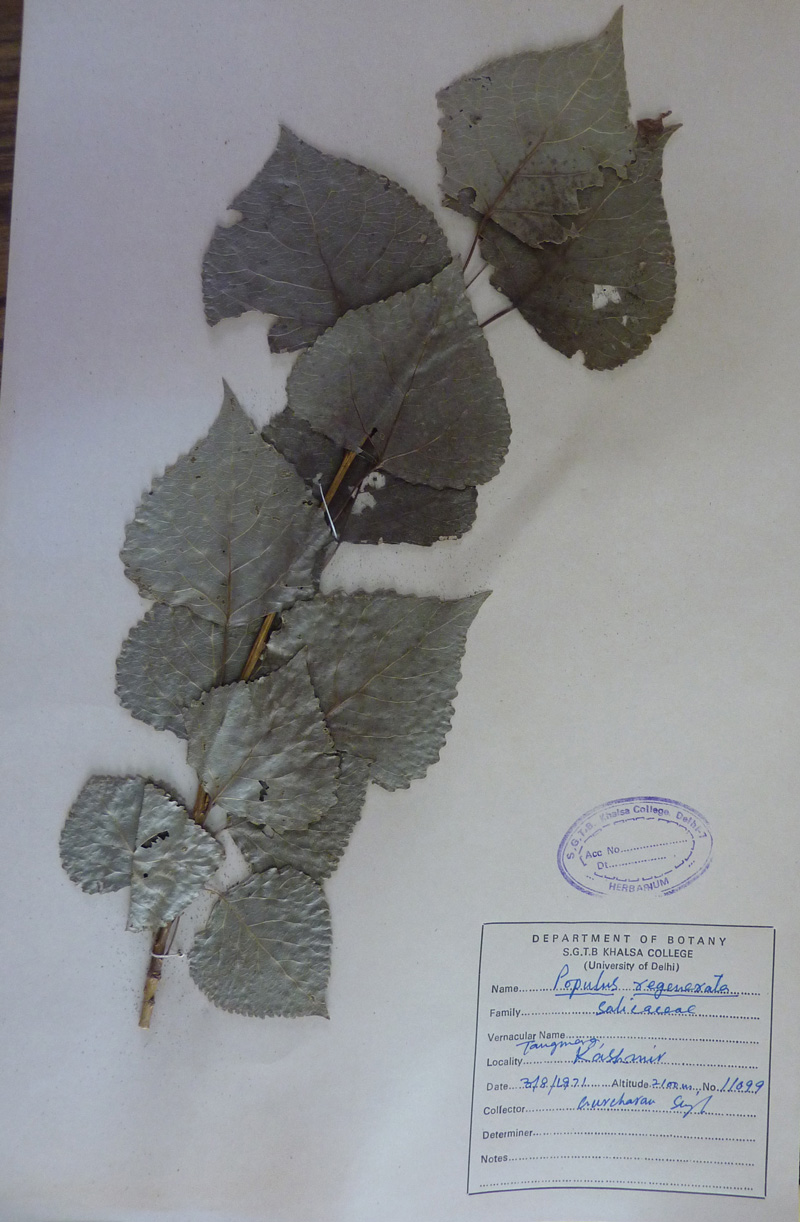 https://groups.google.com/group/indiantreepix/attach/3bdd8ec20b6e8dd2/Salicaceae-Populus-regenerata-P1070360.jpg?part=0.1&authuser=0&view=1