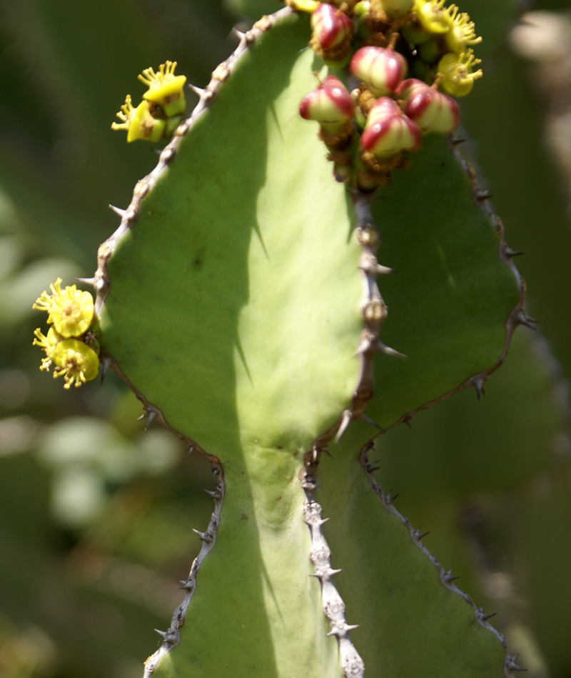 https://groups.google.com/group/indiantreepix/attach/4030305cd0423f55/Euphorbia-cooperi-Panchkula%20cactus-gdn-2.jpg?part=0.2&authuser=0&view=1