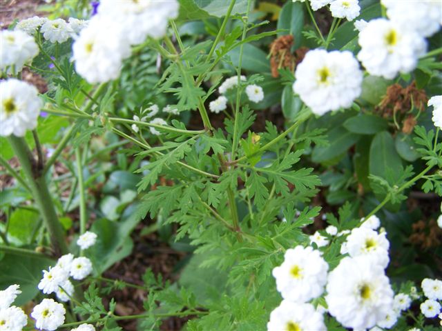 https://groups.google.com/group/indiantreepix/attach/4078076c2fd06d0e/chrysanthemum-x-morifolium-bianca-100_1094.JPG?part=0.3&authuser=0&view=1
