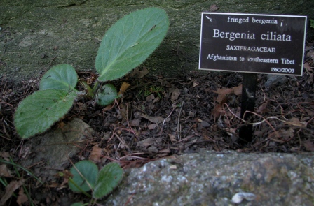 https://groups.google.com/group/indiantreepix/attach/58c1a720c81e0/Bergenia%20ciliata%20being%20grown%20at%20the%20%20New%20York%20Botanical%20Garden%20(Chris%20Chadwell).JPG?part=0.1&authuser=0&view=1