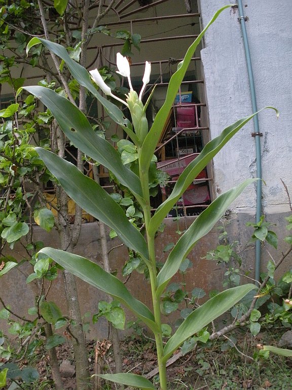https://groups.google.com/group/indiantreepix/attach/5f49ec7d9ea7ccd6/Hedychium%20coronarium%20(plant).jpg?part=0.3&authuser=0&view=1