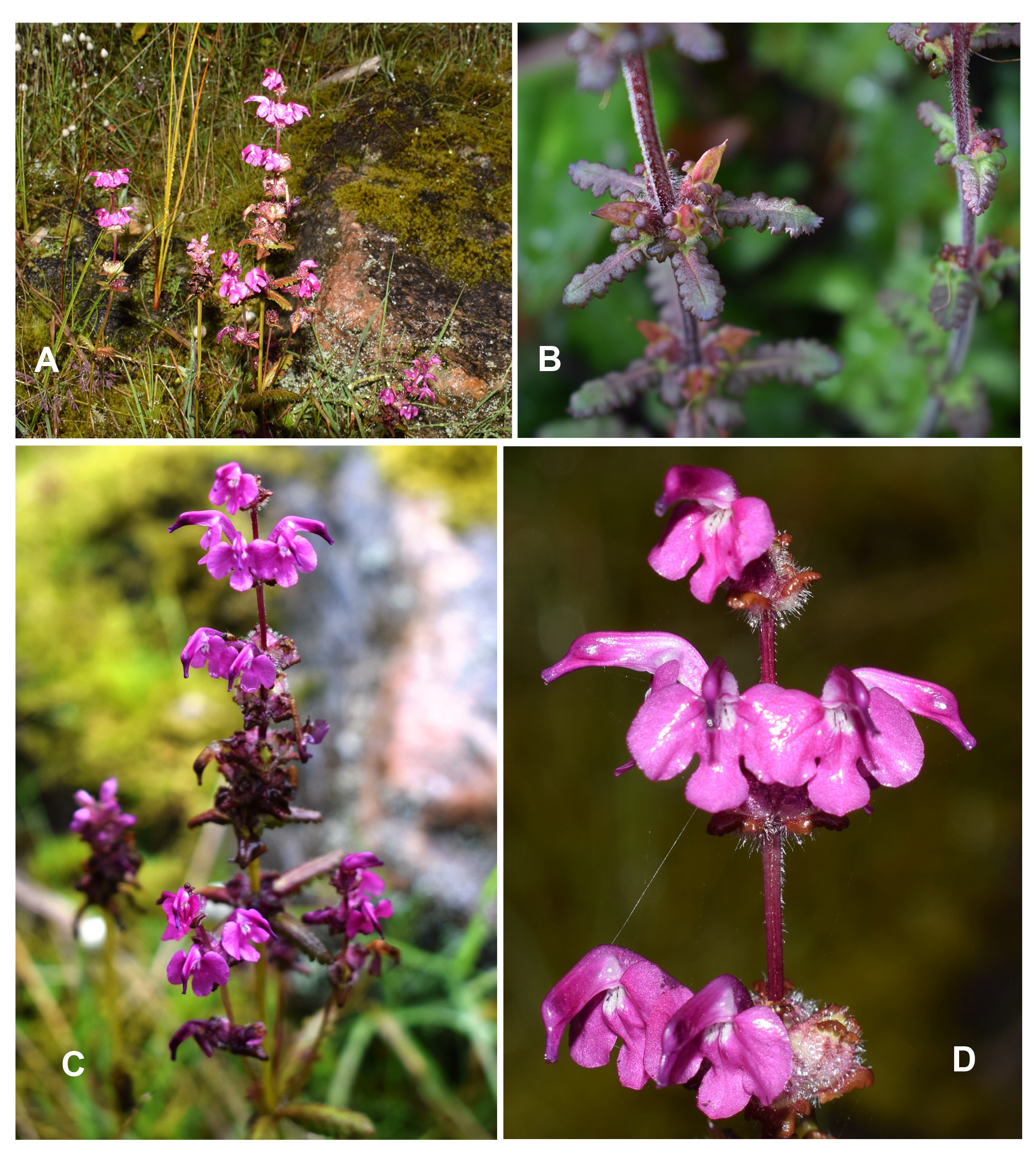 https://groups.google.com/group/indiantreepix/attach/637756567103/FIGURE%201.%20Pedicularis%20denudata.%20A.%20Habitat_%20B.%20Close-up%20of%20leaves%20and%20capsule_%20C.%20Inflorescence_%20D.%20Close-up%20of%20flowers..jpg?part=0.2&authuser=0&view=1