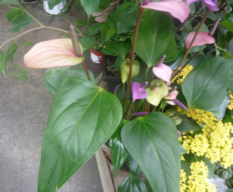 https://groups.google.com/group/indiantreepix/attach/7bfd4592bcd288db/Anthurium-fiorino-'Purple'-Summerwinds%20nursery-Sunnyvale-P1080088-California-1.jpg?part=0.1&authuser=0&view=1